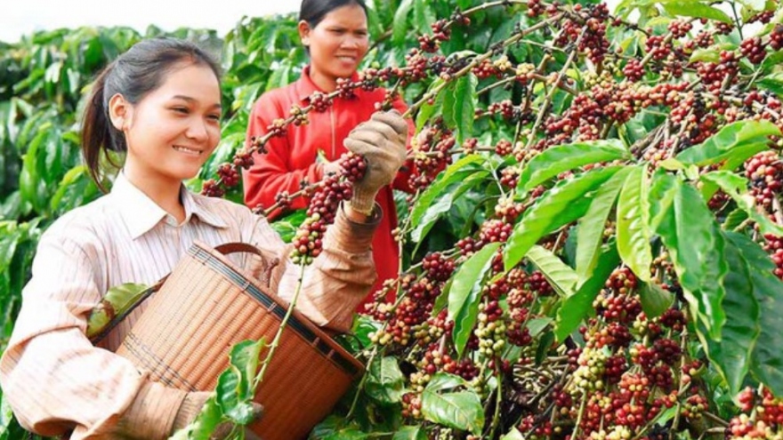 Chỉ đạo của Thủ tướng Chính phủ về phát triển ngành cà phê và ngành tôm