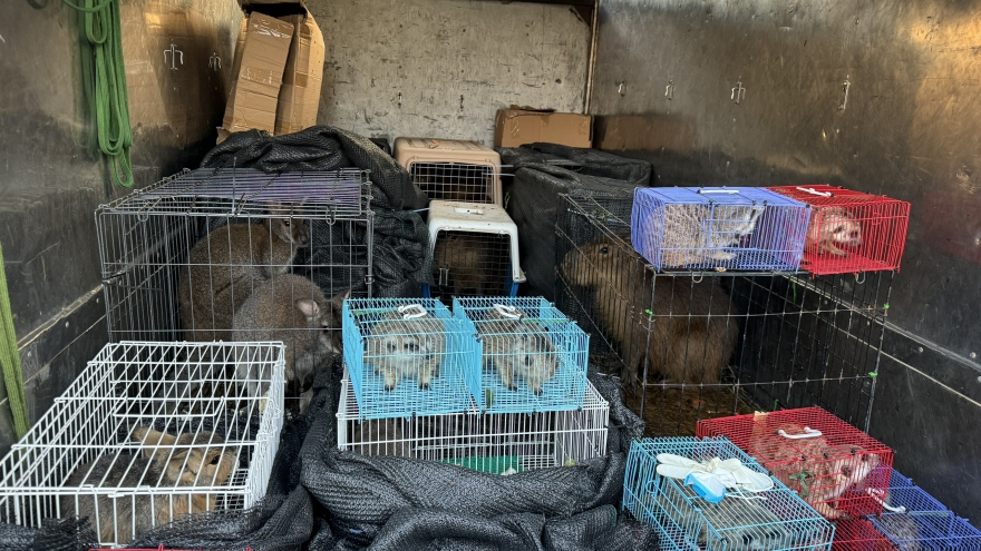 Phát hiện 28 cá thể chồn, chuột túi… trên xe tải