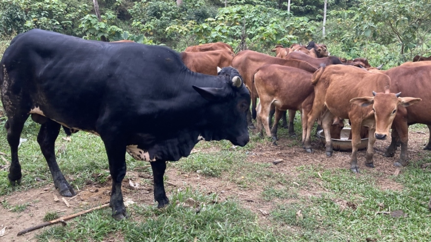 Khởi nghiệp từ mô hình nuôi bò trang trại, chàng trai Cơ Tu có thu nhập ổn định