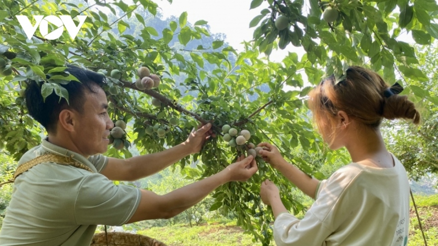 Chủ động vượt khó, nông dân Sơn La thu về mùa quả ngọt
