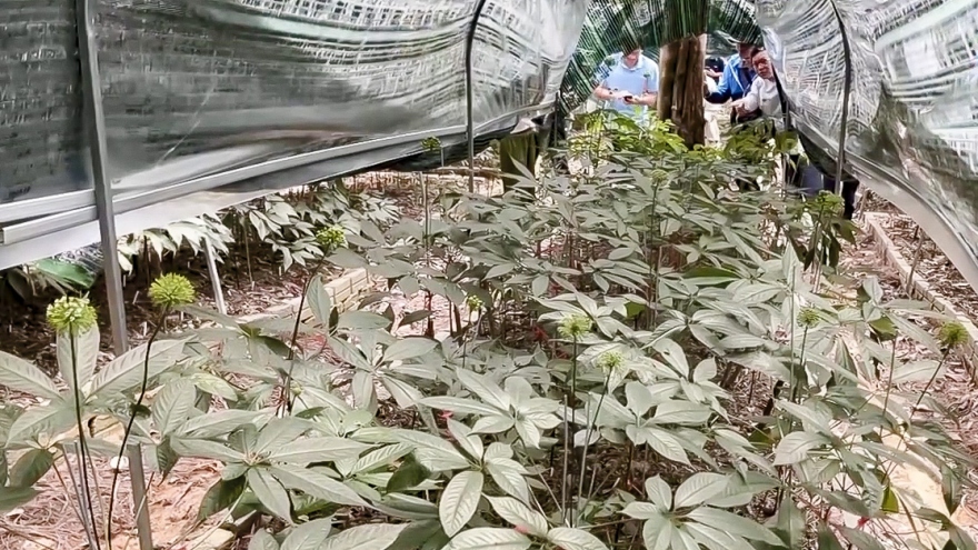 Điện Biên đẩy mạnh phát triển vùng trồng cây dược liệu