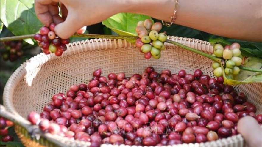 Vietnam’s coffee exports reach nearly US$4.2 billion in 2023