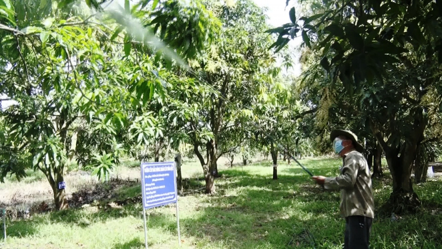 Nhà vườn Tiền Giang chủ động nguồn trái cây phục vụ Tết cổ truyền