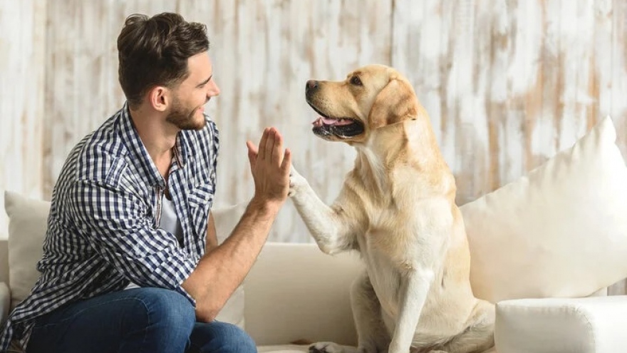 Tại sao chó có thể hiểu tiếng người?