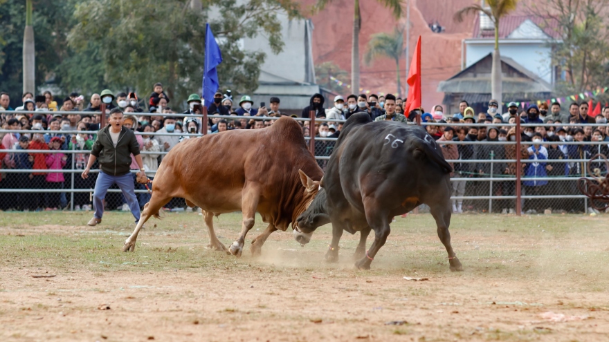 Hàng nghìn người dự hội thi đấu bò đầu xuân ở Điện Biên mùng 2 Tết