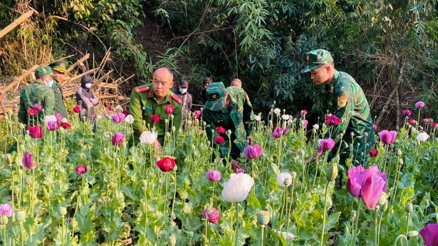 Phát hiện, phá nhổ 600 cây thuốc phiện tại Nậm Pồ, Điện Biên
