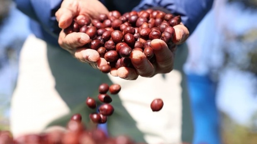 Domestic coffee prices at record high