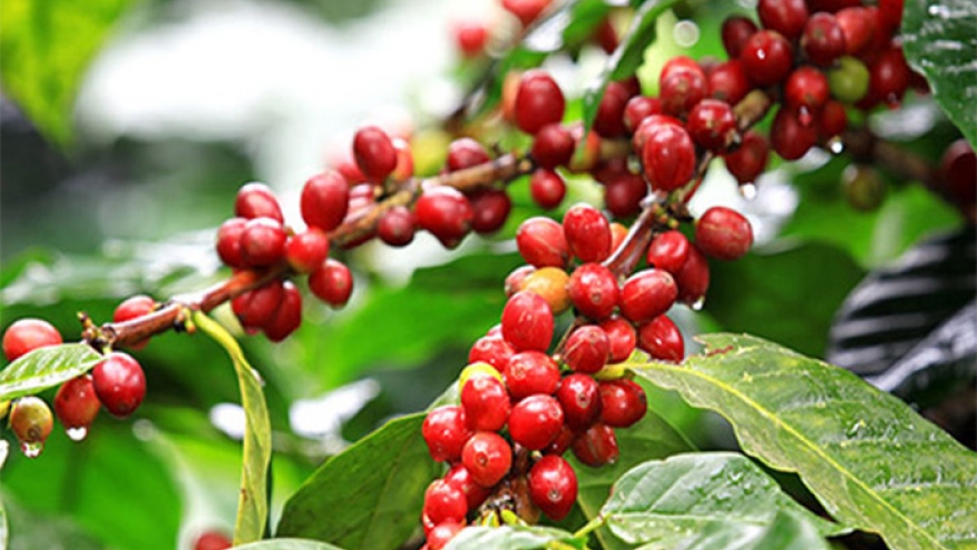 Giá cà phê hôm nay 12/4: Cà phê trong nước tăng vọt, cao nhất 109.000 đồng/kg