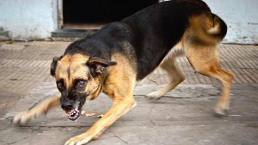 Xuất hiện thêm ổ dịch dại trên chó tại Hạ Long