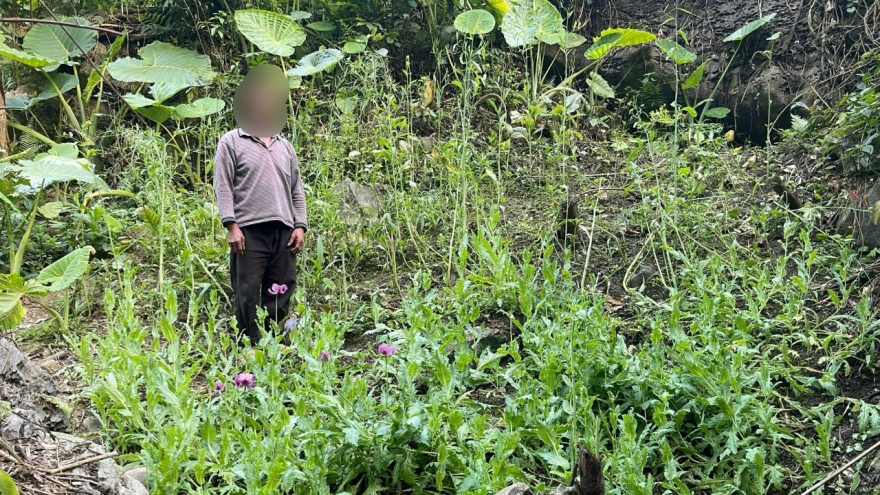 Người đàn ông lén trồng 3 vườn thuốc phiện trong rừng sâu ở Cao Bằng