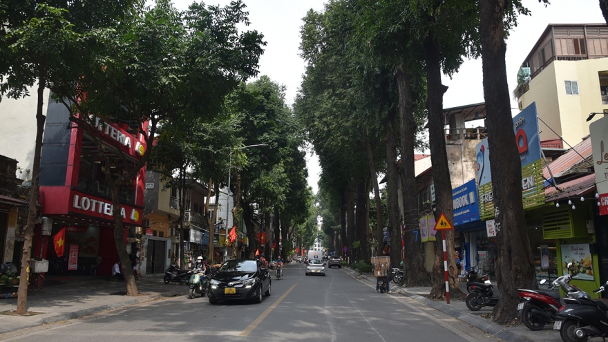 Hà Nội: Khẩn trương kiểm tra hiện trạng cây sao đen trên tuyến phố Lò Đúc