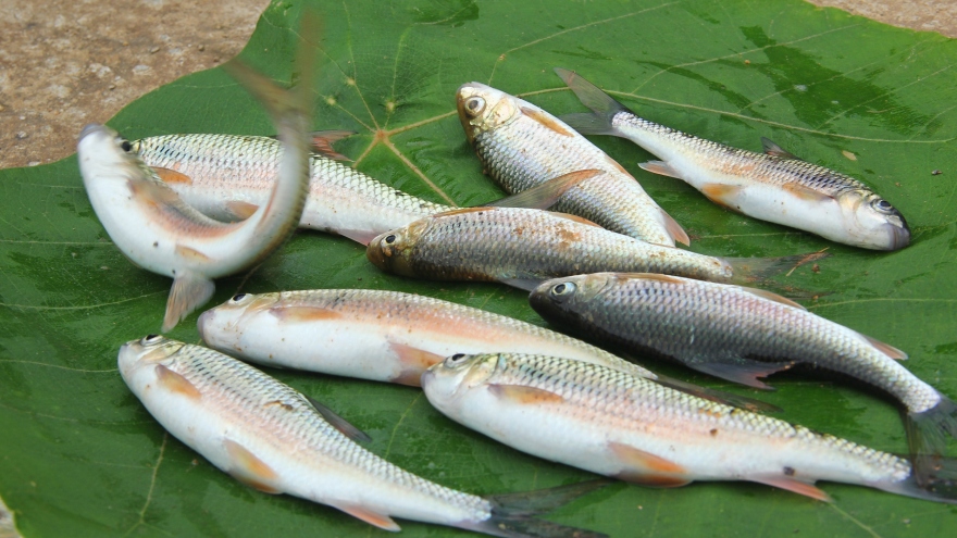 Loại cá hiếm xứ Nghệ giá tới nửa triệu đồng/kg