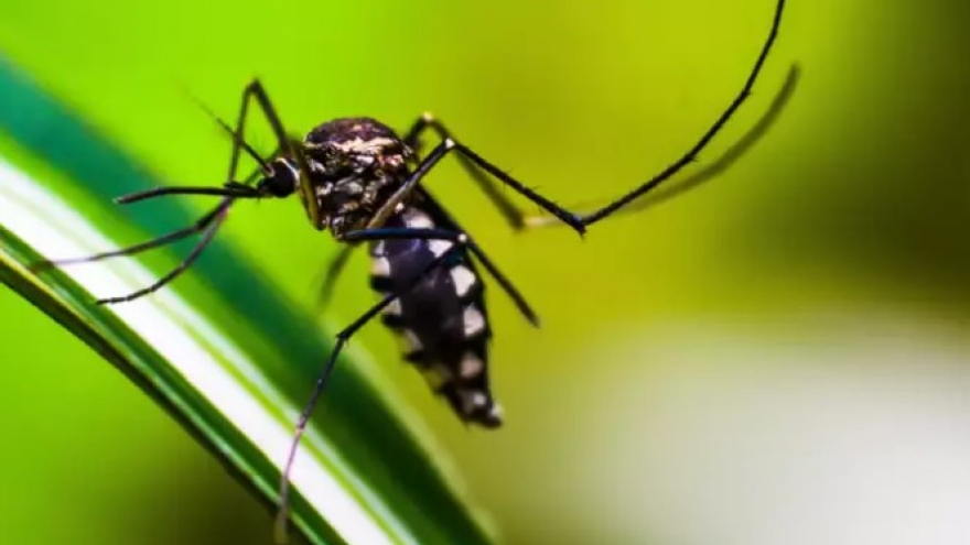 Thủ thuật đuổi muỗi đơn giản mà bạn có thể áp dụng để bảo vệ sức khỏe