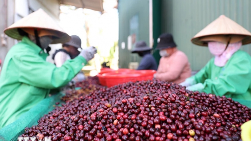 Coffee, pepper prices forecast to keep rising due to supply shortages