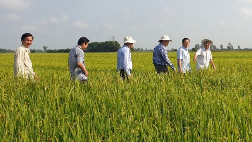Hơn 472 triệu USD đầu tư vào hạ tầng kỹ thuật của đề án 1 triệu ha lúa ở ĐBSCL