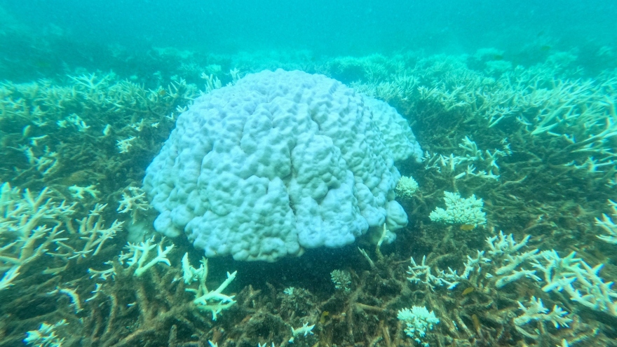 Tìm ra nguyên nhân nhiều rạn san hô ở Côn Đảo bị tẩy trắng, chết hàng loạt