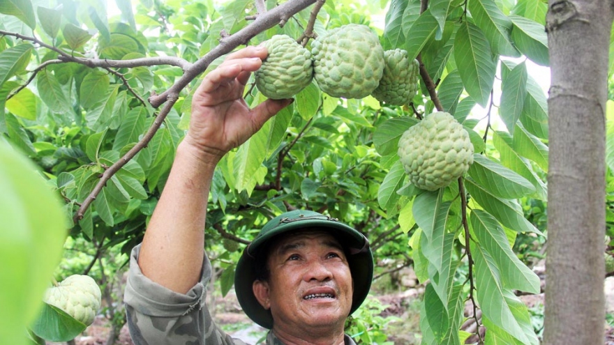 Người trồng na Bắc Giang phấn khởi vì sản lượng tăng, tiêu thụ thuận lợi