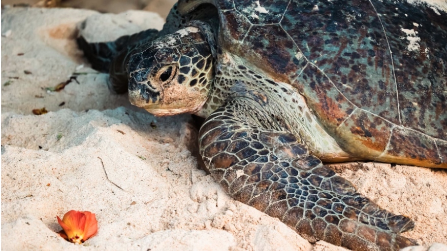 Bảo tồn rùa biển, chuyện không của riêng ai