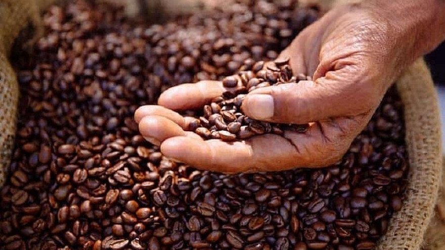 Giá cà phê hôm nay 22/8: Giá cà phê Robusta, Arabica quay đầu giảm