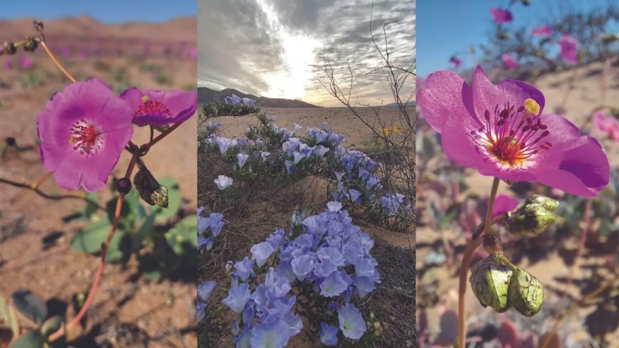 Hoa nở ở sa mạc khô hạn nhất hành tinh lần đầu tiên trong 1 thập kỷ