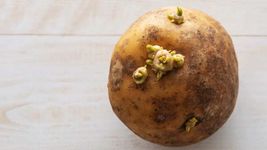 Ăn khoai tây mọc mầm nguy hiểm như thế nào?