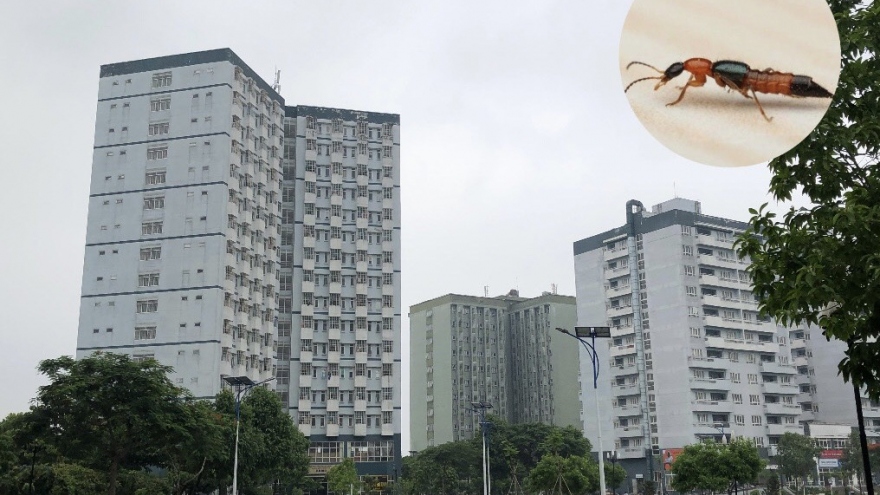 Kiến ba khoang lại “tấn công” chung cư cao tầng ở TP.HCM