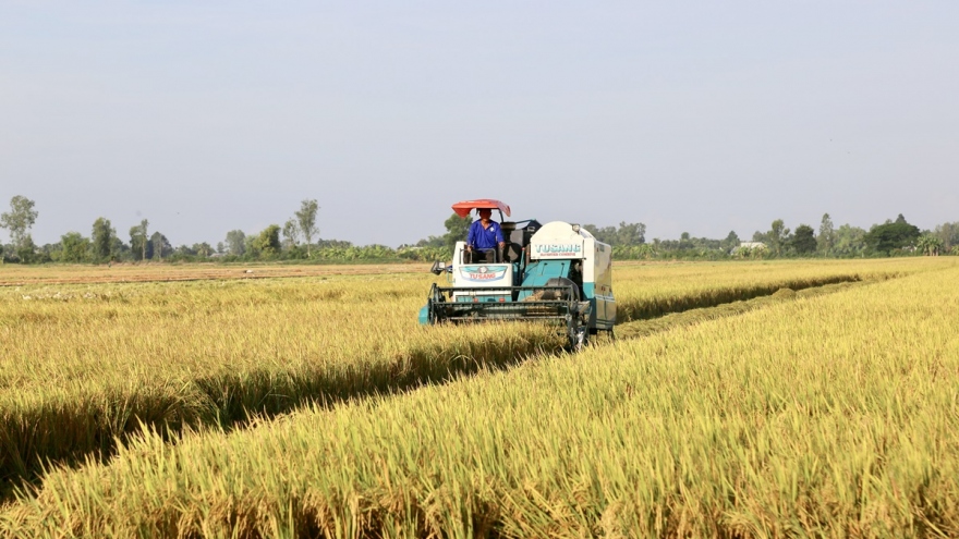 Đề án 1 triệu ha lúa sẽ khắc phục tình trạng canh tác manh mún, nhỏ lẻ