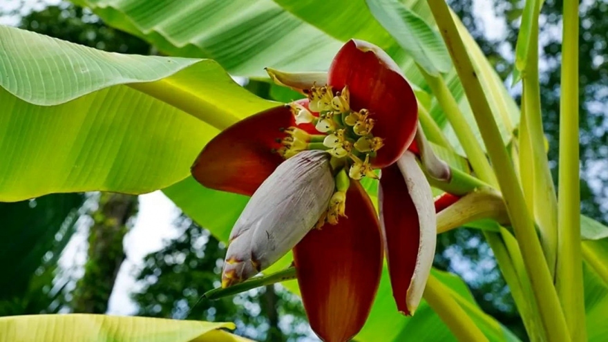 Loài hoa chỉ dùng chống đói lại gây bất ngờ với loạt lợi ích “vàng” cho sức khỏe