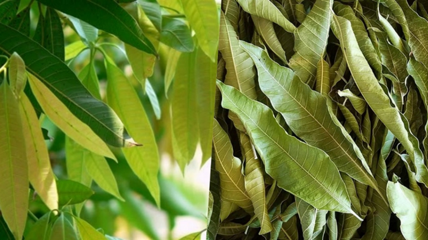 Loại lá cực dễ tìm ở Việt Nam, đem phơi khô lại thành thảo dược quý cho sức khỏe