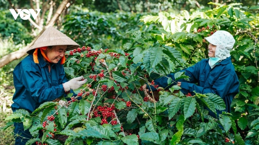 Giá cà phê hôm nay 3/9: Mức thu mua trung bình 121.400 đồng/kg