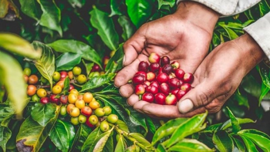 Giá cà phê hôm nay 4/10: Giá cà phê Robusta và Arabica tăng trở lại