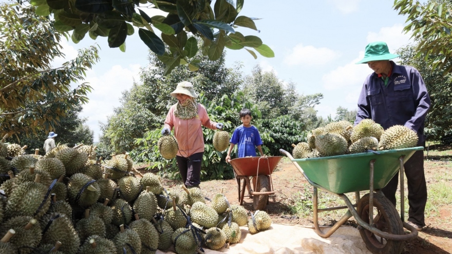 Huyện Krông Pắc (Đắk Lắk) sẵn sàng cho Lễ hội Sầu riêng lần thứ 2