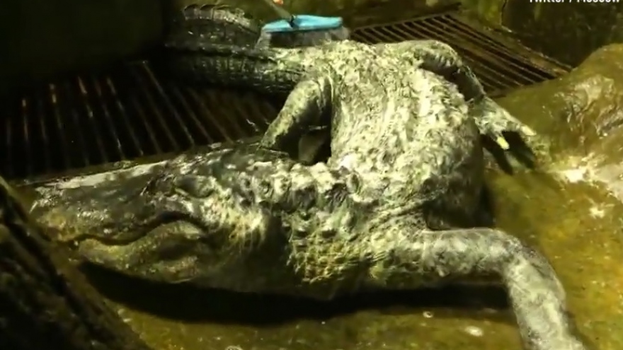Video: Cảnh tắm rửa, kỳ cọ cho cá sấu được đồn là của Hitler