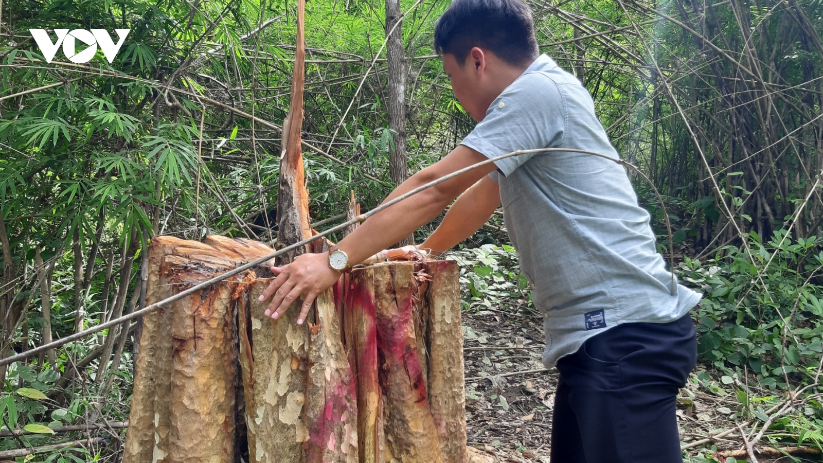 Khai thác gỗ trái phép, một người ở Gia Lai bị gỗ đè chết