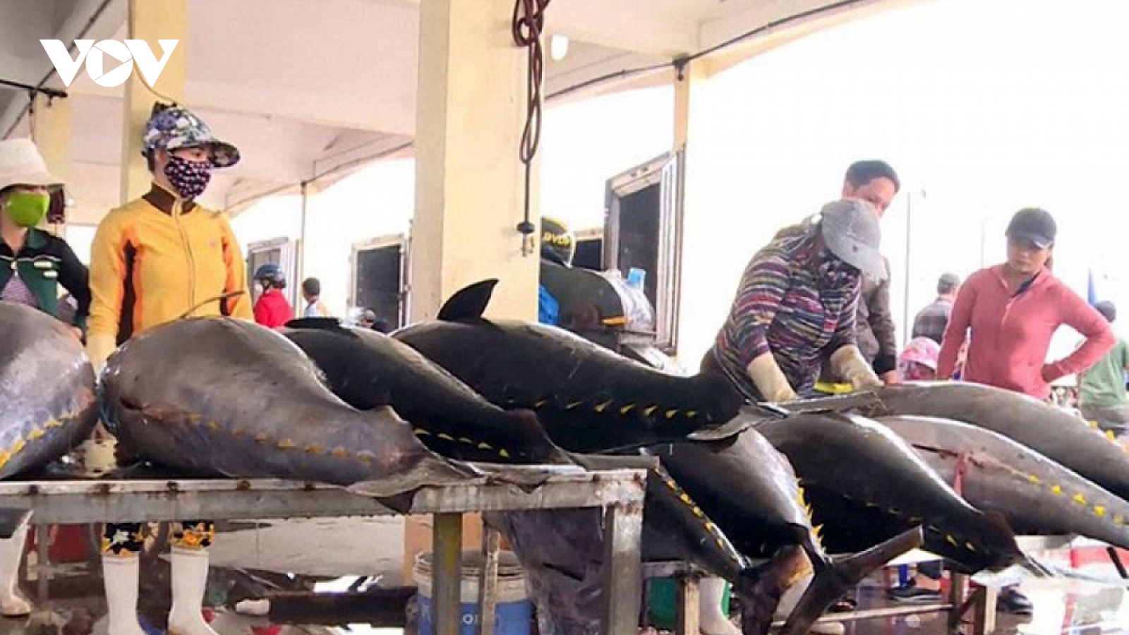 Phải chấm dứt tình trạng tàu cá khai thác hải sản bất hợp pháp