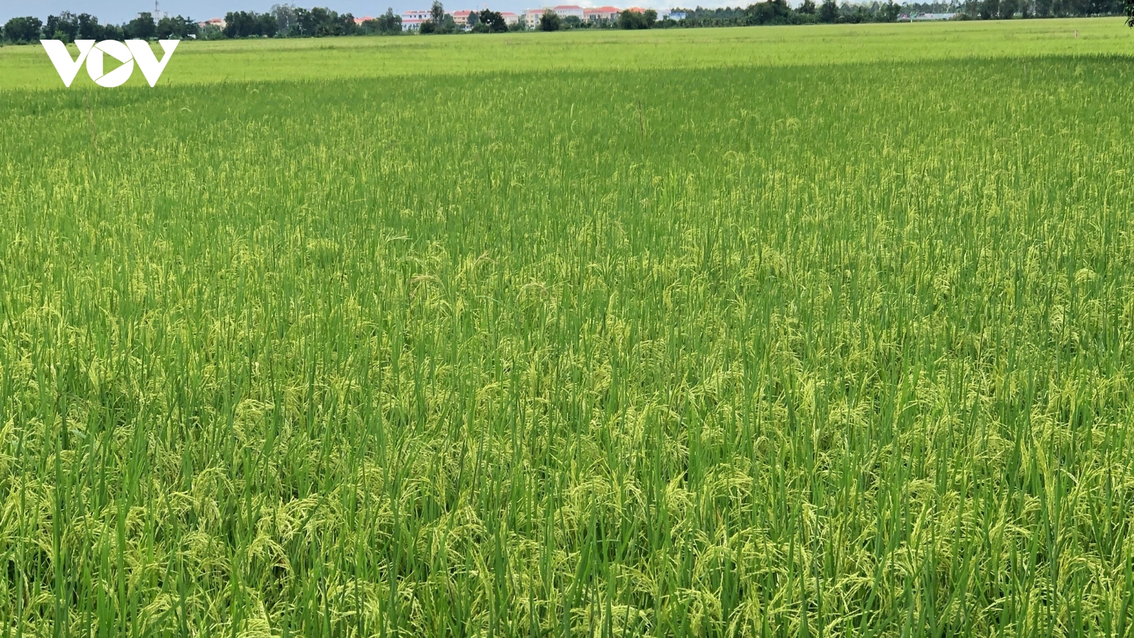 Hậu Giang chưa phát hiện hộ nông dân sử dụng giống lúa Thiên Đàng