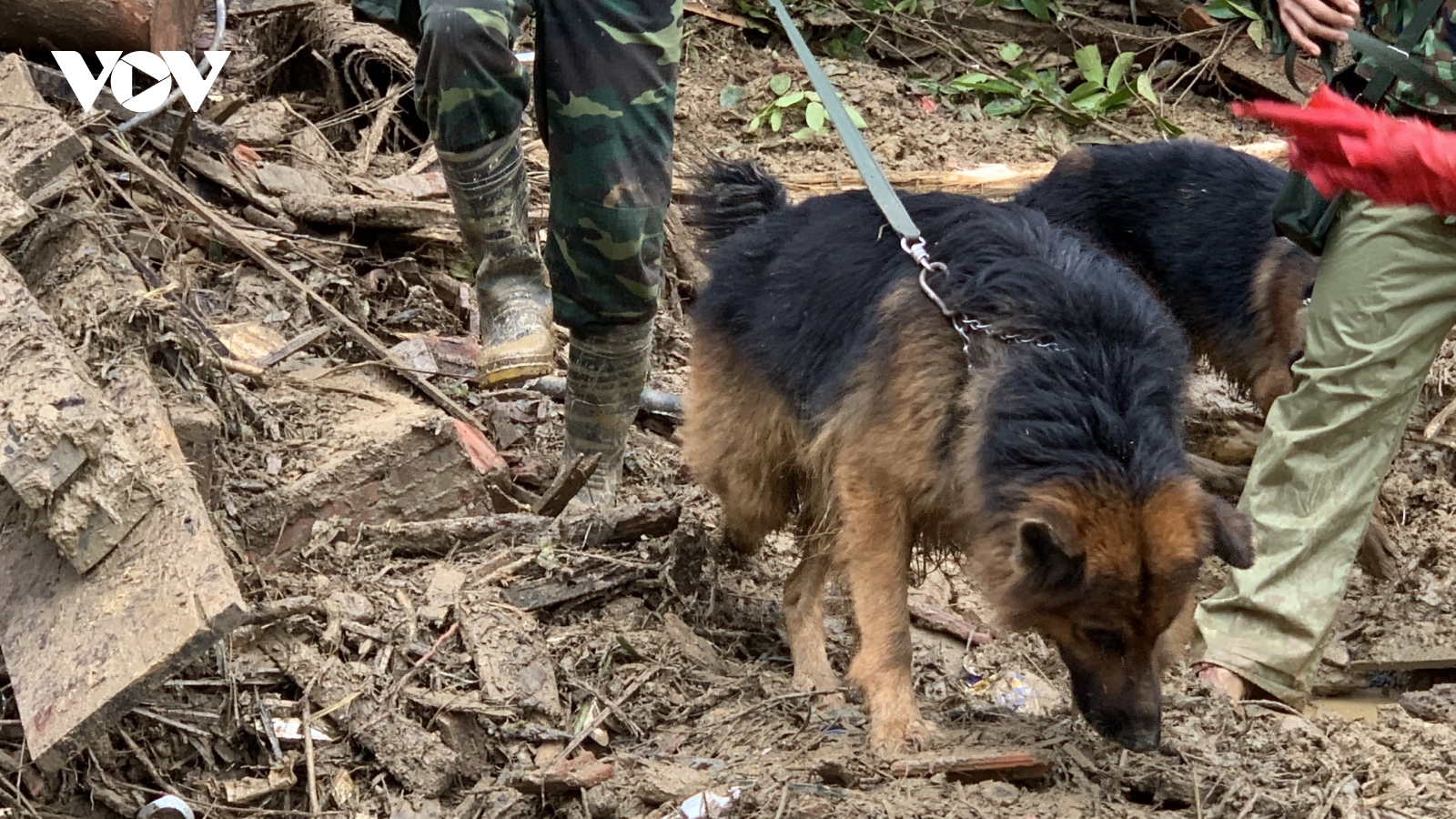 Vụ sạt lở ở Trà Leng: Chó nghiệp vụ vào hiện trường hỗ trợ tìm kiếm người mất tích