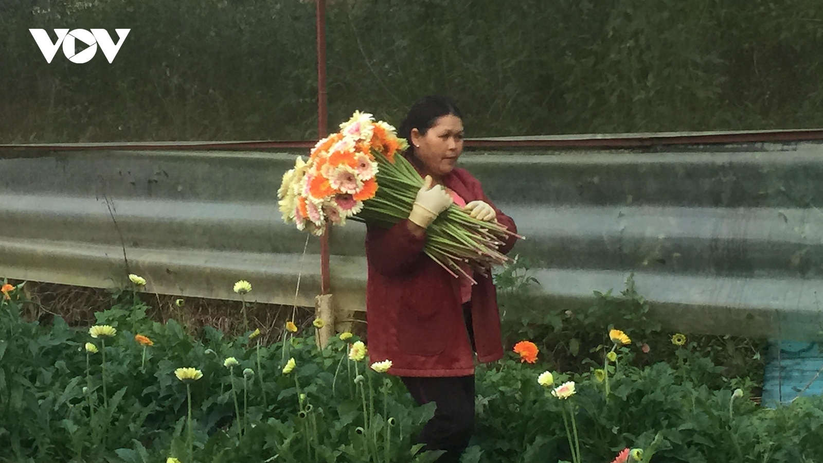 Giá rau, hoa tăng mạnh, nông dân Lâm Đồng phấn khởi