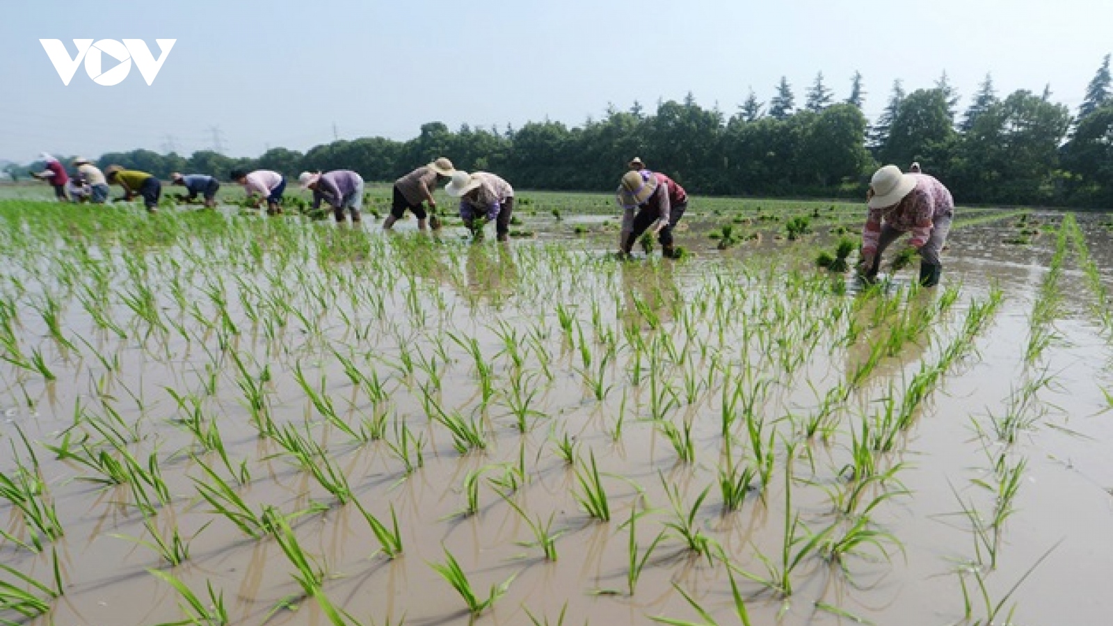 Mô hình nuôi tôm - lúa vùng nhiễm mặn thu nhập 60-70 triệu đồng/ha/năm