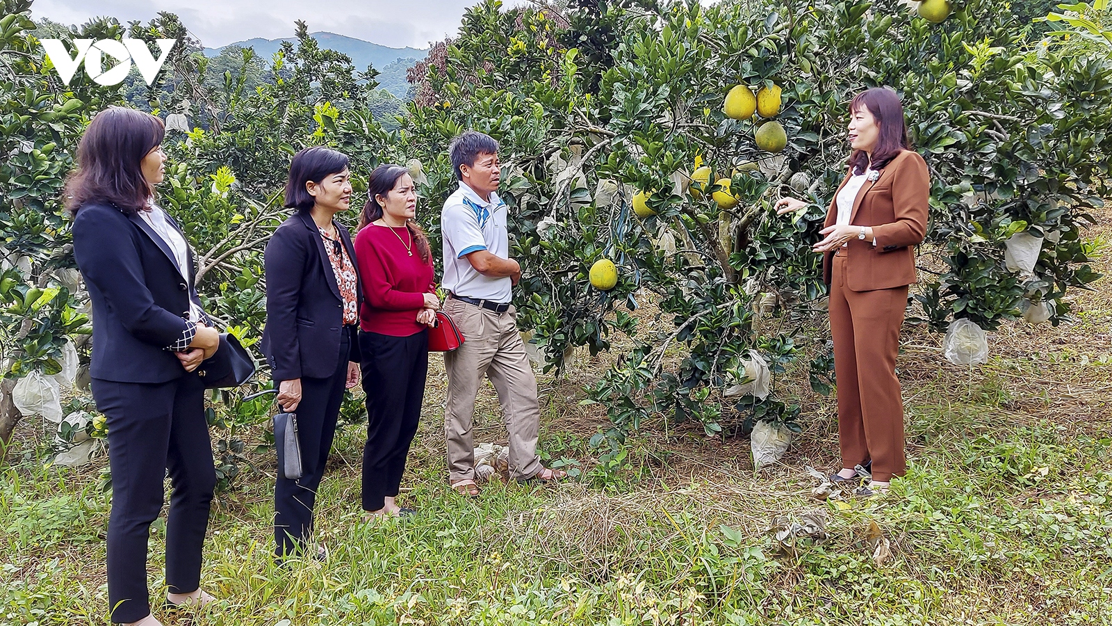 Học nhau cách làm giàu, nông dân có thu nhập hàng trăm triệu đồng