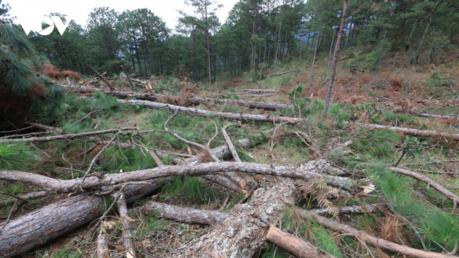 Lâm Đồng xử phạt đối tượng phá rừng chiếm đất