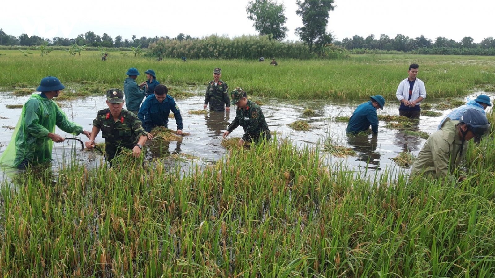 Xót lòng nhìn những đồng lúa chín ngập chìm trong nước