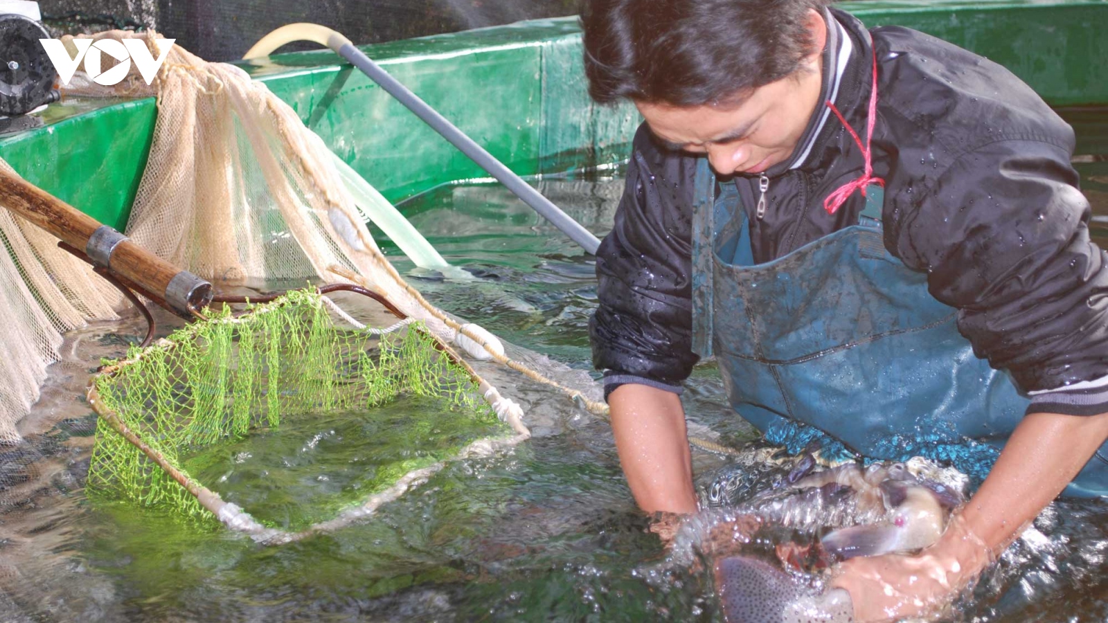 Cá hồi, cá tầm Việt Nam tìm hướng đi trong cuộc cạnh tranh mới