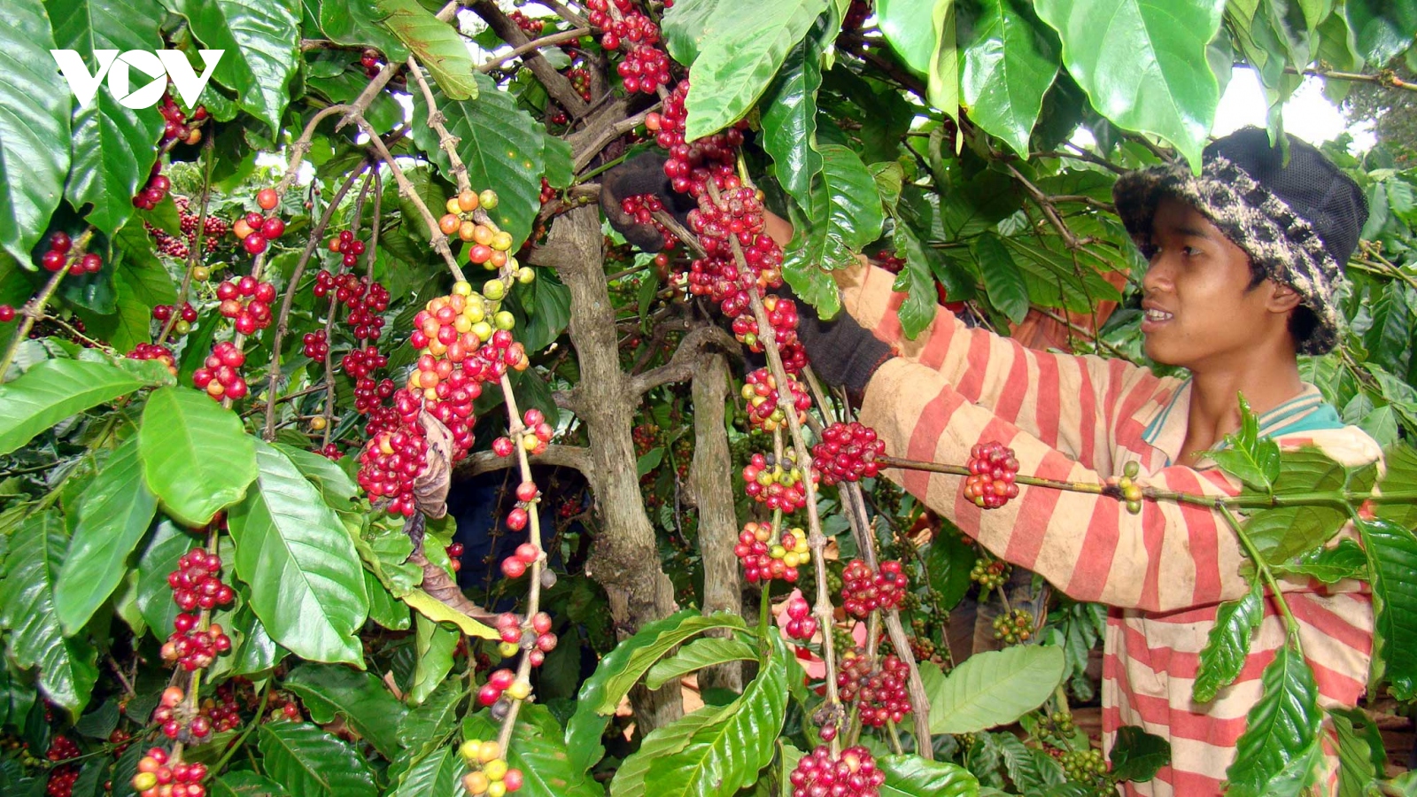 Giá cà phê hôm nay 12/12: Cà phê trong được thu mua mức cao nhất 60.700 đồng/kg