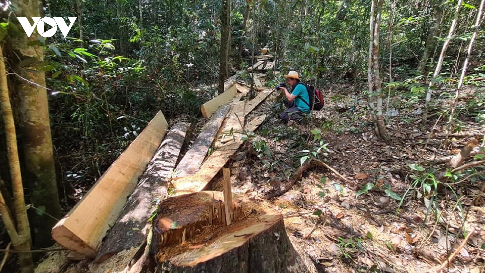 Lâm Đồng phát hiện vụ phá rừng bạch tùng