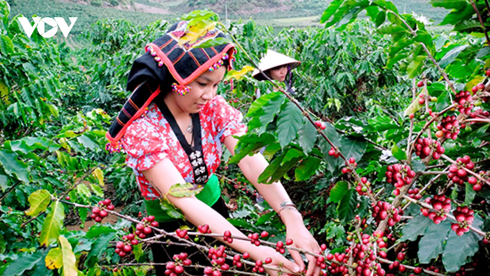 Tái diễn tình trạng ô nhiễm do sơ chế cà phê ở Mai Sơn, Sơn La