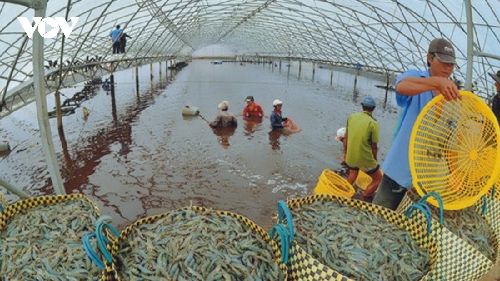 Phát triển thủy sản - trọng tâm mới của nông nghiệp ĐBSCL
