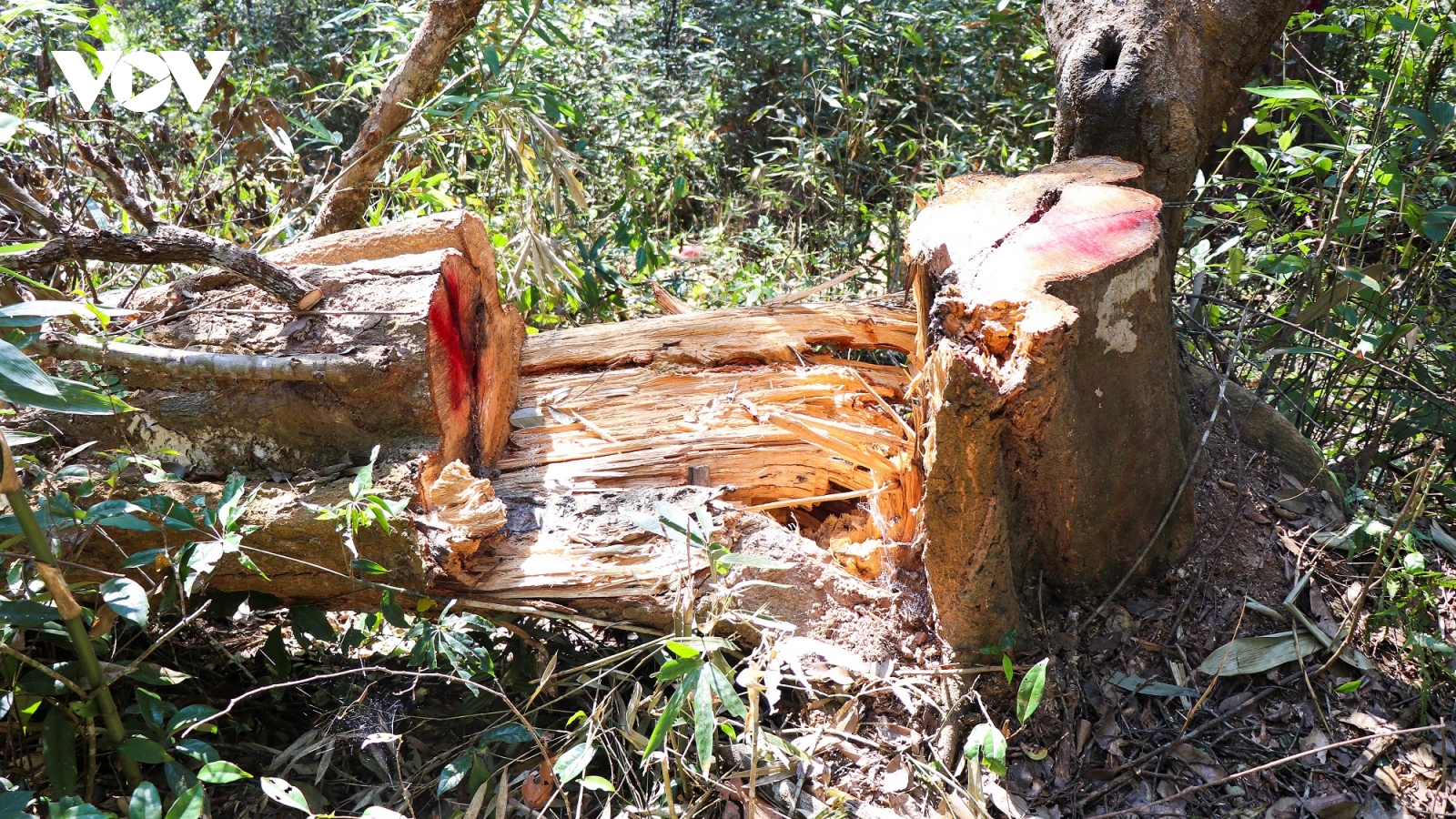 Vùng lõi rừng đặc dụng Mường Phăng đang bị “rút ruột” nghiêm trọng