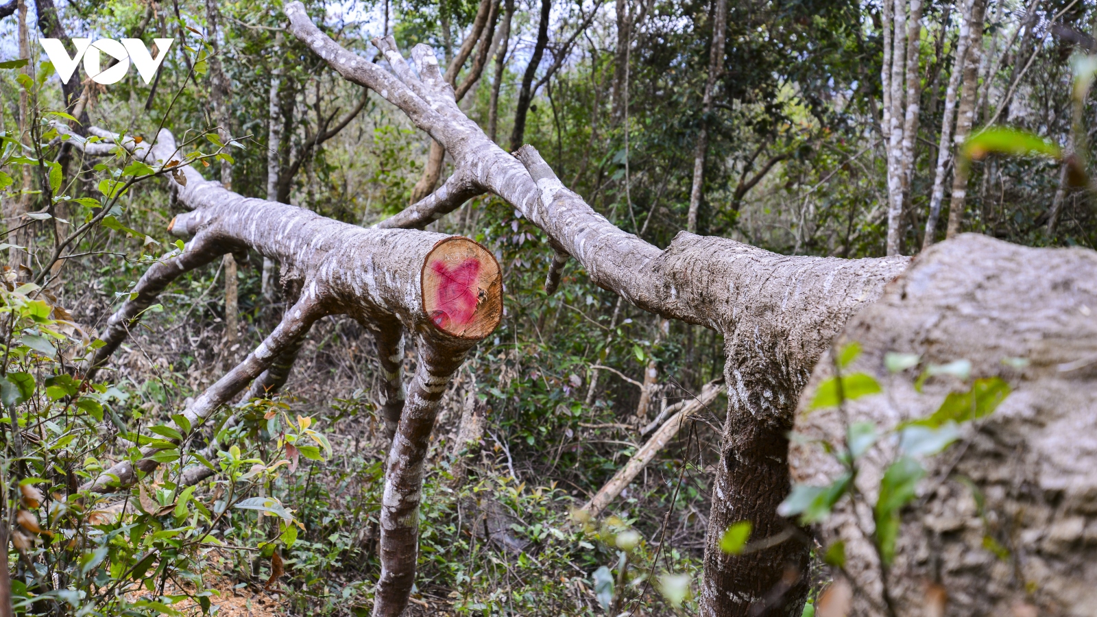 Vụ phá rừng đặc dụng Mường Phăng: Đơn vị quản lý báo cáo không trung thực