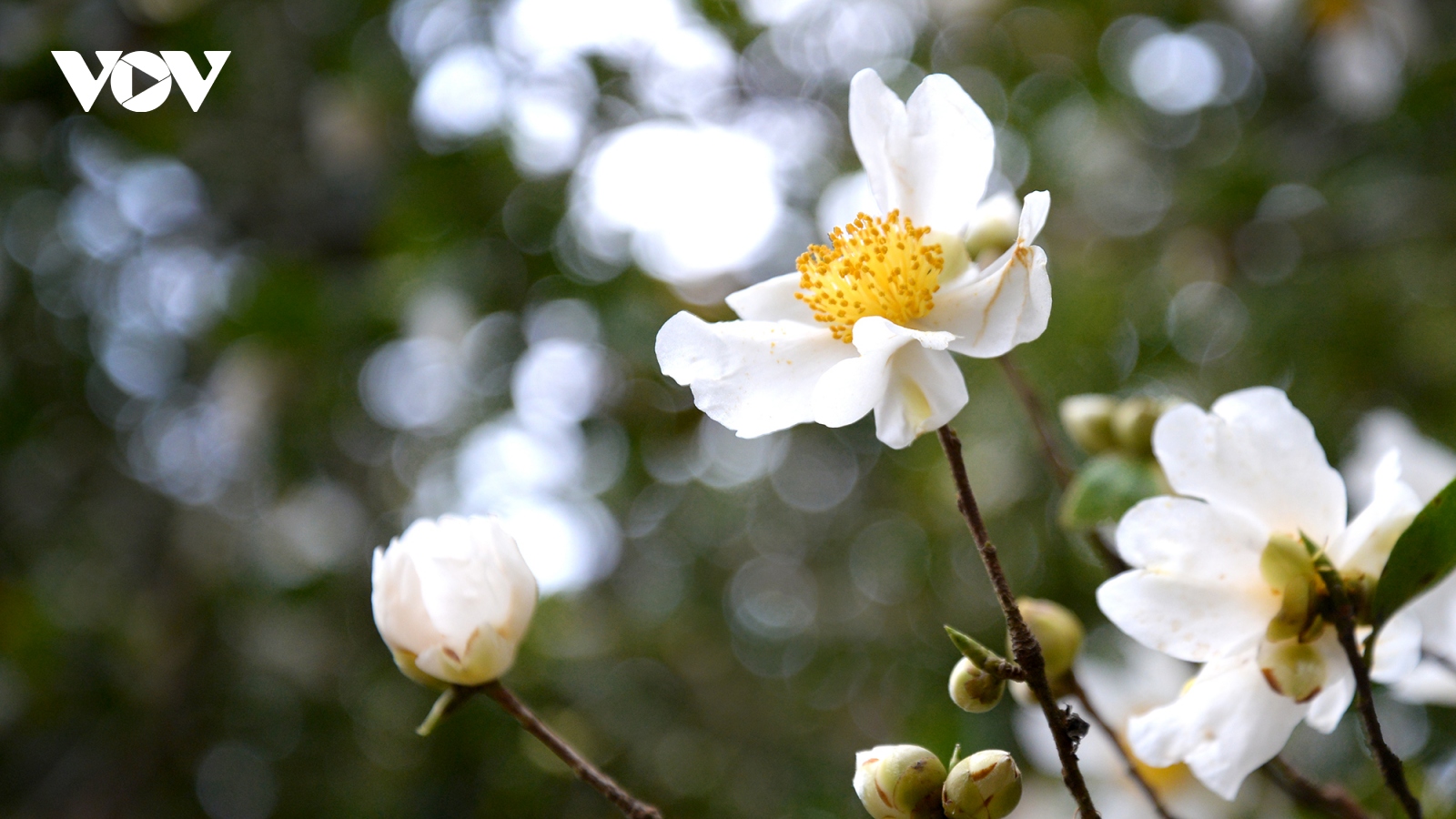 Lên biên cương ngắm hoa Sở nở trắng rừng